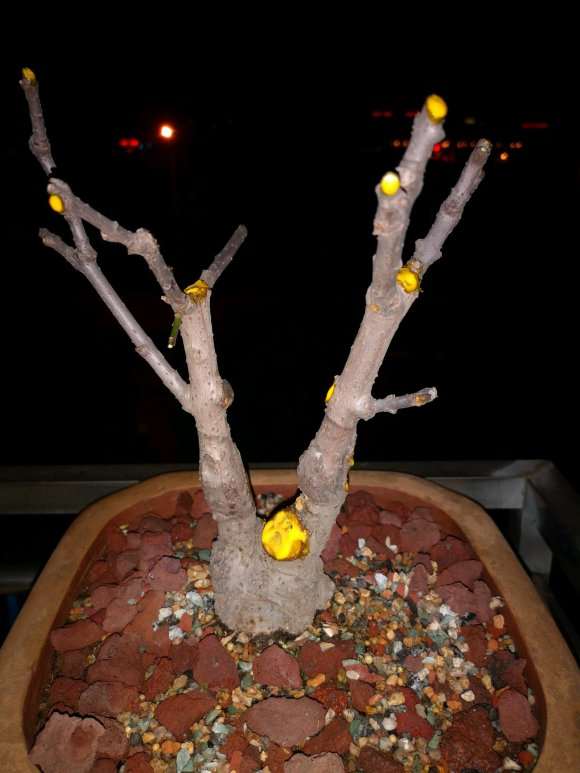 腊梅下山桩该用多大的盆 最好 图片