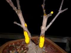 腊梅下山桩该用多大的盆 最好 图片