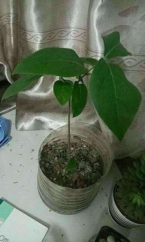 腊梅下山桩开春长叶子后 就不长了 图片