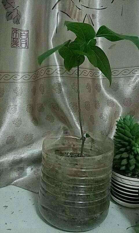 腊梅下山桩开春长叶子后 就不长了 图片