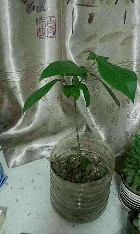 腊梅下山桩开春长叶子后 就不长了 图片