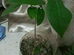 腊梅下山桩开春长叶子后 就不长了 图片