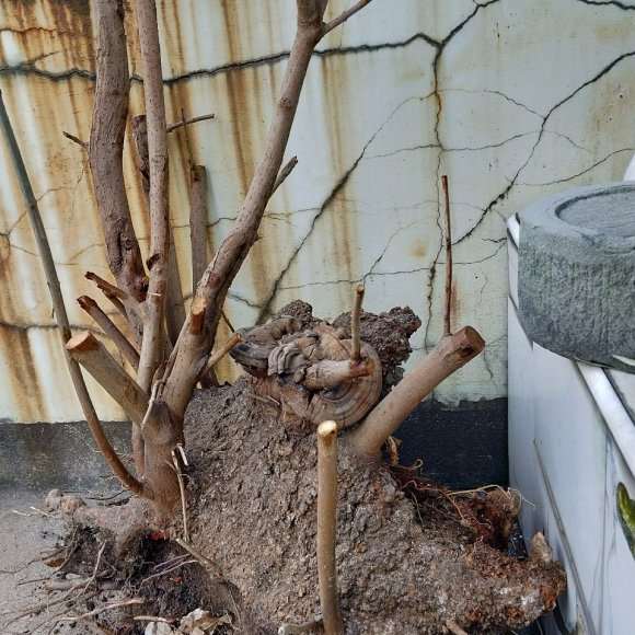 在工地挖到腊梅下山桩 52斤 怎么样 图片