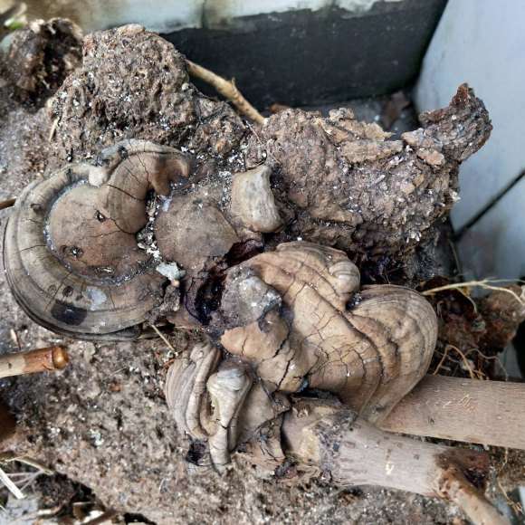 在工地挖到腊梅下山桩 52斤 怎么样 图片