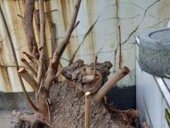 在工地挖到腊梅下山桩 52斤 可以吗 图片