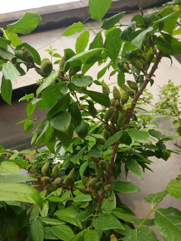 家里种的腊梅下山桩结果种子有什么用