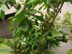 家里种的腊梅下山桩结果种子有什么用