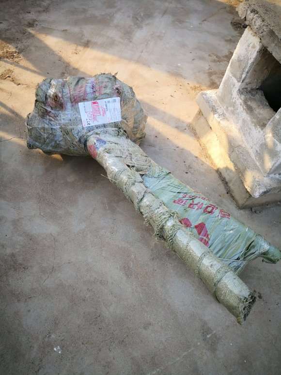 原生金钟腊梅下山桩 400元 怎么样 图片