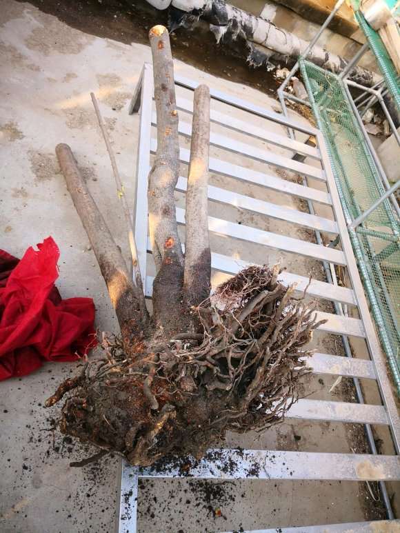 原生金钟腊梅下山桩 400元 怎么样 图片