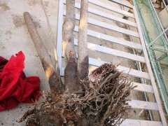 腊梅下山桩高压在几月份进行最好 图片