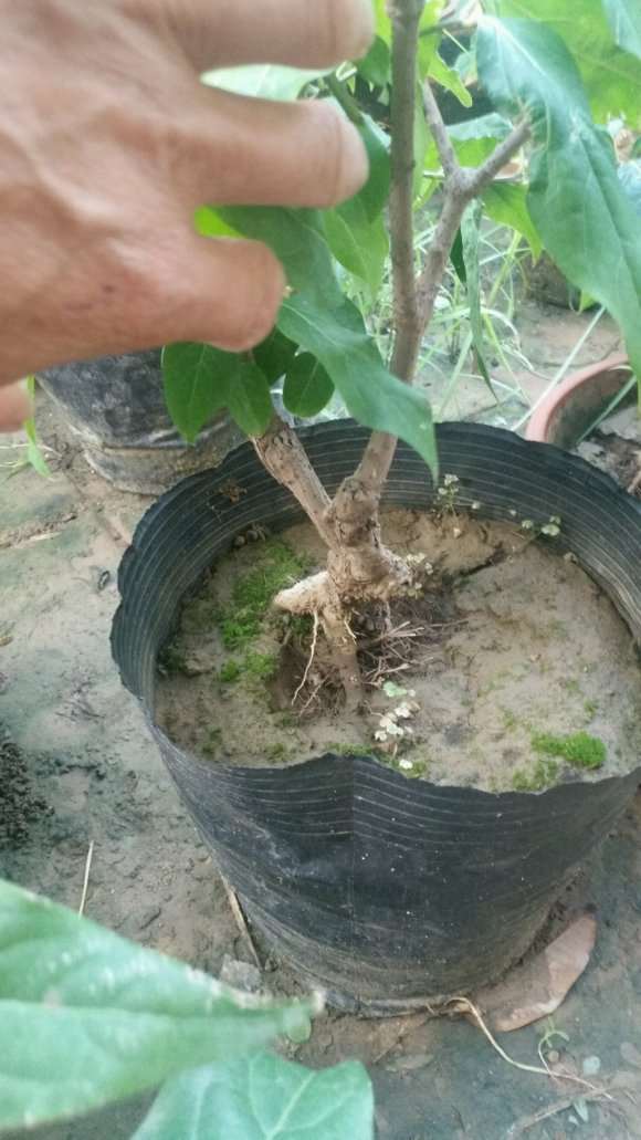 腊梅下山桩怎么造型和自然与修剪 图片