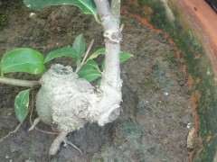 腊梅下山桩怎么造型和自然与修剪 图片