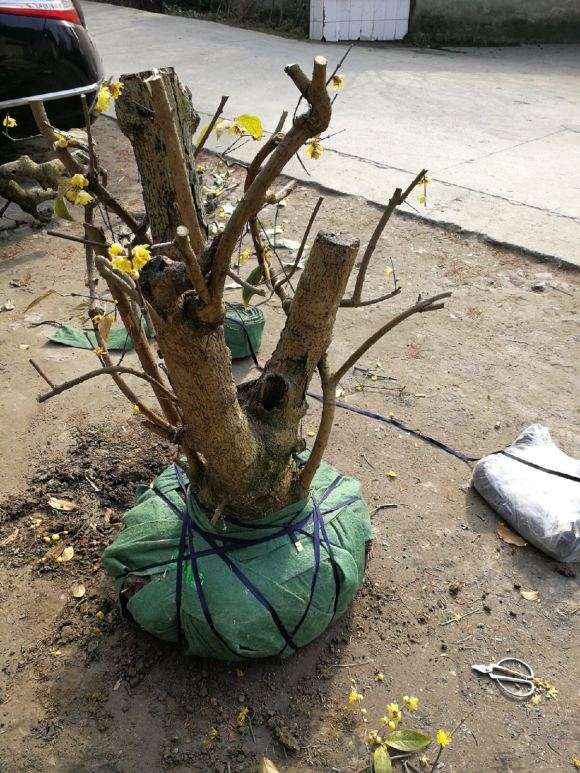 河南腊梅下山桩在广州 能开花吗 图片