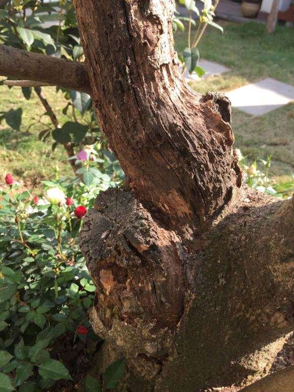 河南腊梅下山桩在广州 能开花吗 图片