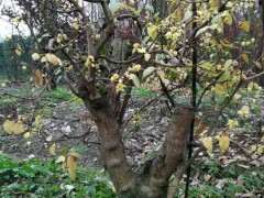 河南腊梅下山桩在广州 能开花吗 图片