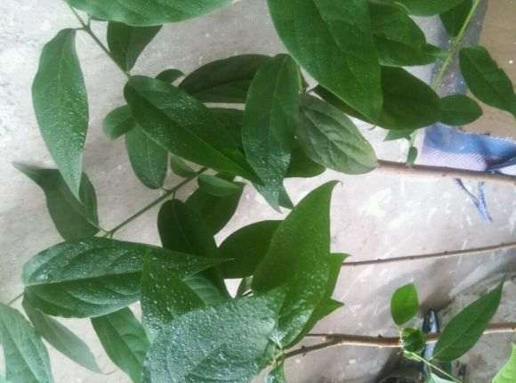 这是腊梅下山桩 还是狗牙梅 怎么区别 图片