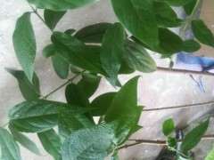 这是腊梅下山桩 还是狗牙梅 怎么区别 图片