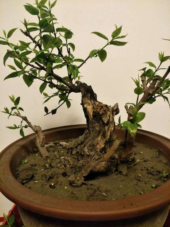 今天修剪的腊梅下老桩盆景 图片