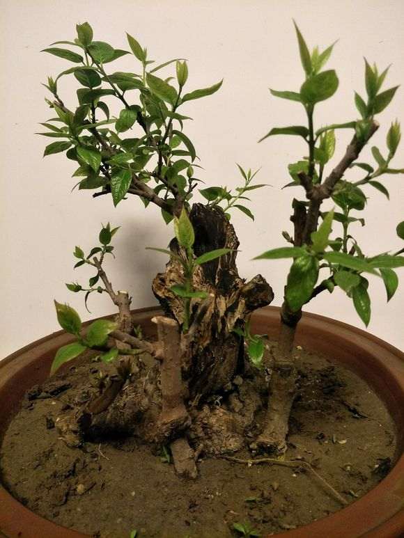 今天修剪的腊梅下老桩盆景 图片