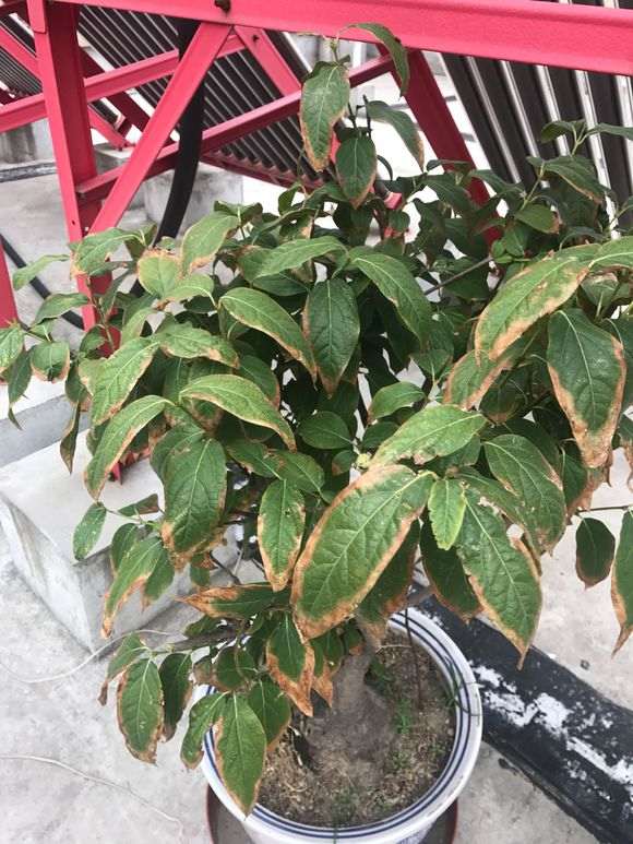 为什么腊梅下山桩叶子会变干变黄 图片