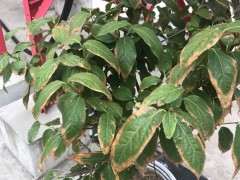 为什么腊梅下山桩叶子会变干变黄 图片