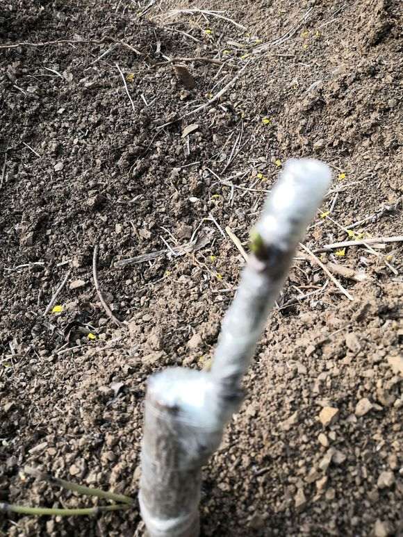 嫁接的腊梅下山桩 这算接活了吗 图片