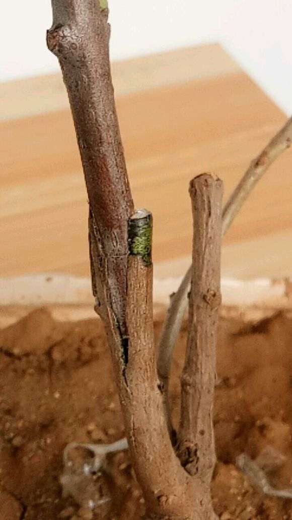 嫁接的腊梅下山桩 这算接活了吗 图片