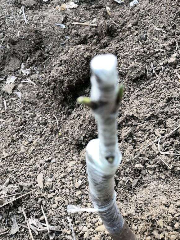 嫁接的腊梅下山桩 这算接活了吗 图片