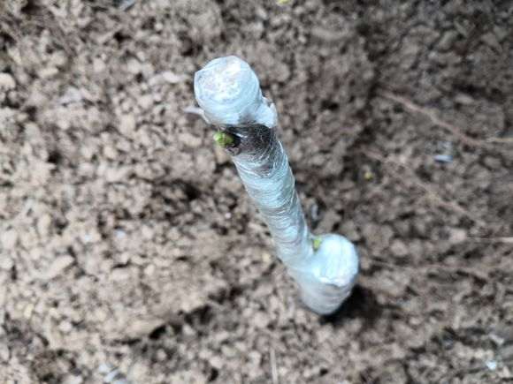 嫁接的腊梅下山桩 这算接活了吗 图片