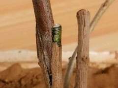 嫁接的腊梅下山桩 这算接活了吗 图片