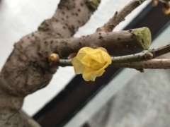 这个腊梅下山桩 是不是花蝴蝶 图片