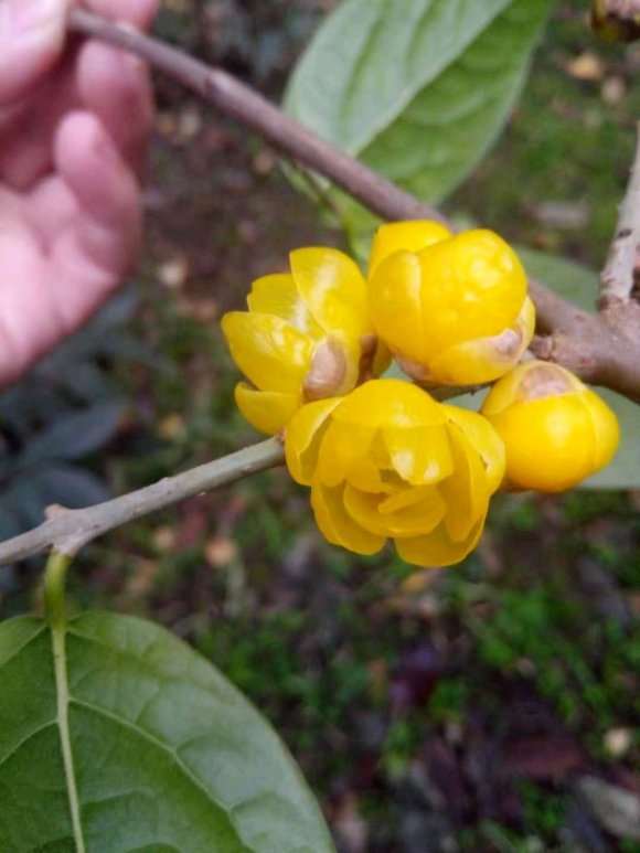 哪能买到真正的素心腊梅下山桩 图片
