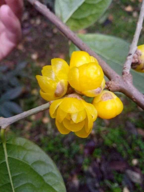 哪能买到真正的素心腊梅下山桩 图片