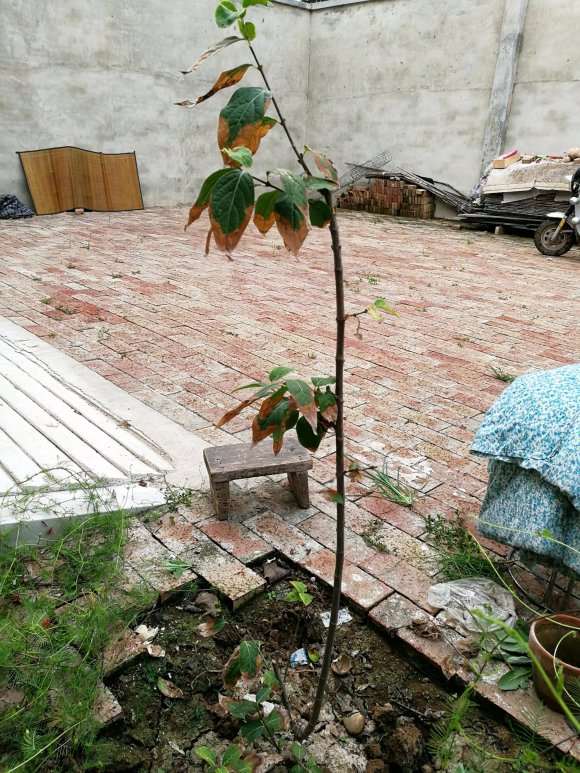 为什么腊梅下山桩干叶 怎么办 图片