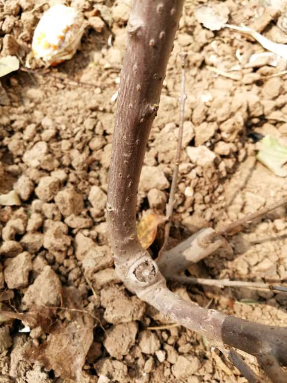 为什么腊梅下山桩干叶 怎么办 图片