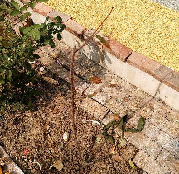 为什么腊梅下山桩干叶 怎么办 图片