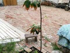 为什么腊梅下山桩干叶 怎么办 图片