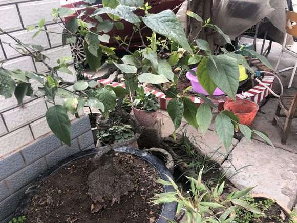 腊梅下山桩对土壤的要求是什么 图片