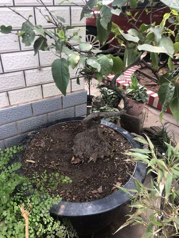 腊梅下山桩对土壤的要求是什么 图片