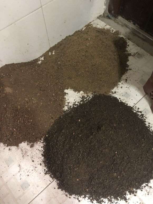 腊梅下山桩对土壤的要求是什么 图片