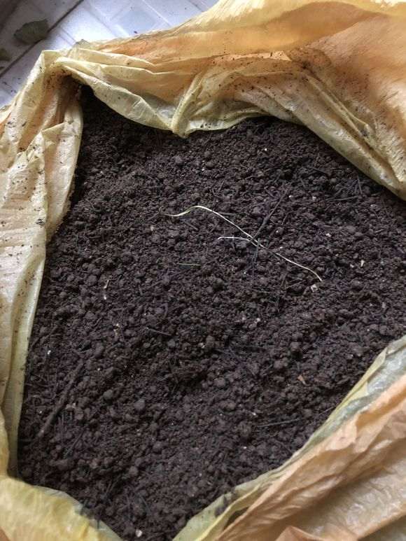 腊梅下山桩对土壤的要求是什么 图片