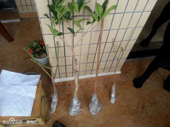 腊梅下山桩才栽下去需要避光照嘛 图片