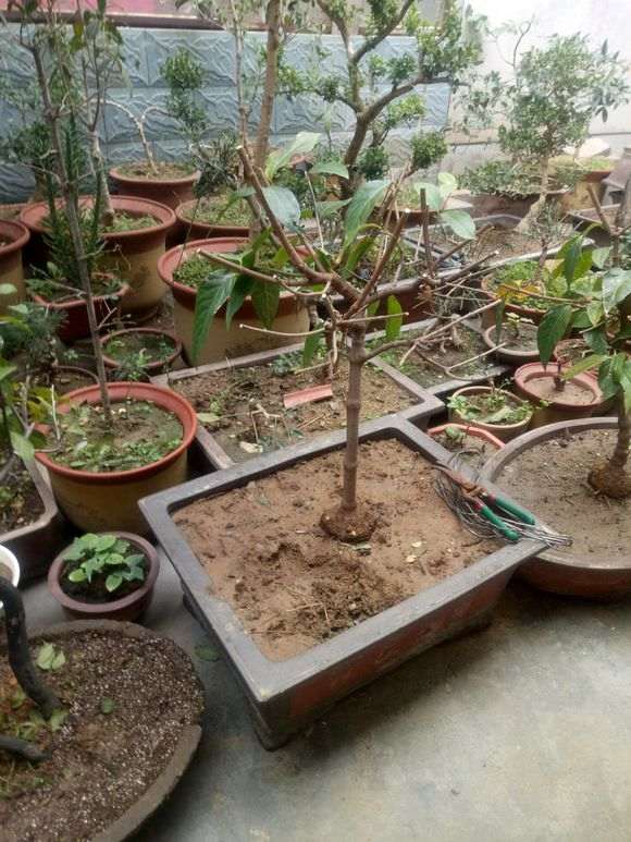 腊梅下山桩怎么样 130元贵吗 图片