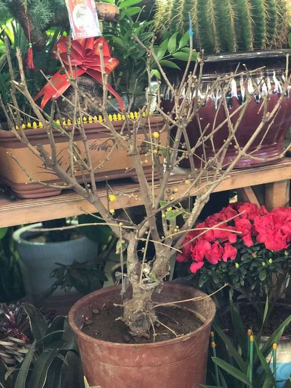 腊梅下山桩怎么样 130元贵吗 图片