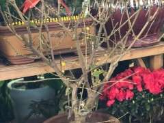 腊梅下山桩可以吗 130元贵吗 图片