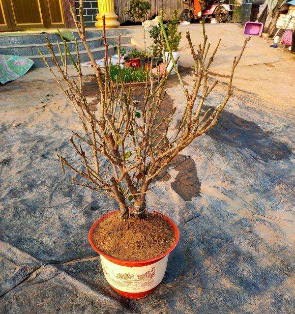 为什么腊梅下山桩要埋深点 图片