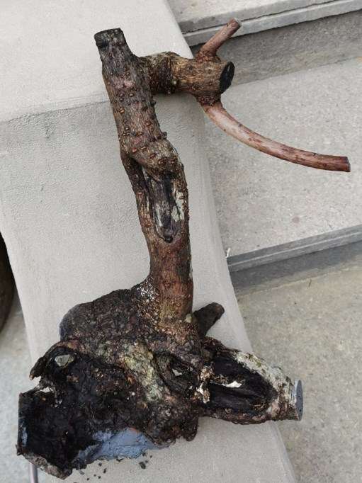 3个腊梅下山桩 1年养护 全部成活 图片