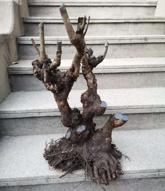 3个腊梅下山桩 1年养护 全部成活 图片