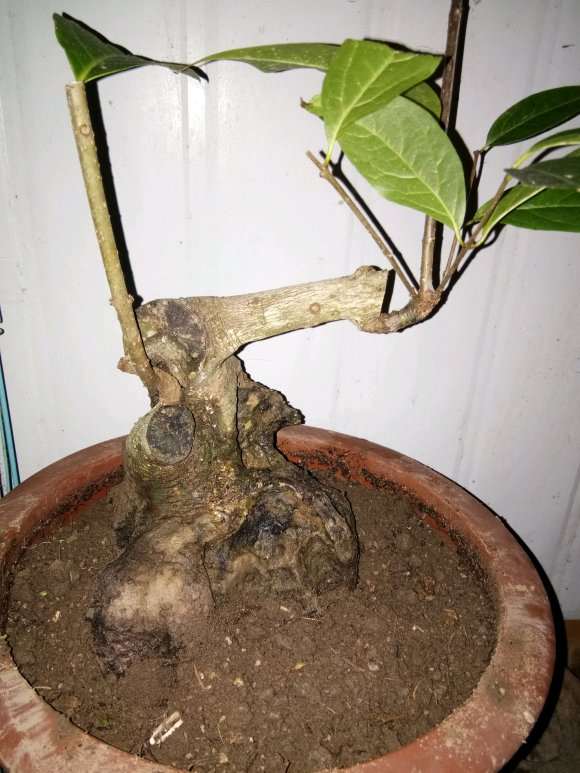 3个腊梅下山桩 1年养护 全部成活 图片