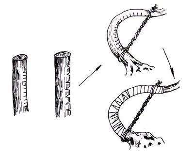 腊梅下山桩可以这样拿弯么 图片